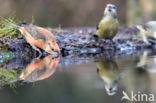 Red Crossbill (Loxia curvirostra)