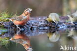 Red Crossbill (Loxia curvirostra)