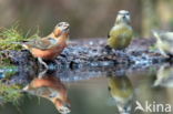 Red Crossbill (Loxia curvirostra)