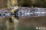 Red Crossbill (Loxia curvirostra)