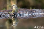 Red Crossbill (Loxia curvirostra)