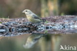 Red Crossbill (Loxia curvirostra)