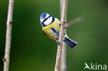 Pimpelmees (Parus caeruleus)