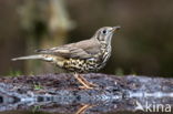 Zanglijster (Turdus philomelos)