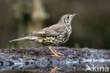 Zanglijster (Turdus philomelos)