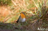 European Robin (Erithacus rubecula)