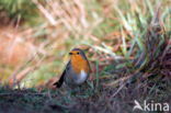European Robin (Erithacus rubecula)