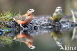 Red Crossbill (Loxia curvirostra)