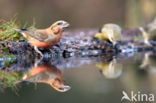 Red Crossbill (Loxia curvirostra)