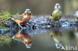 Red Crossbill (Loxia curvirostra)