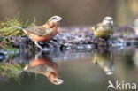 Red Crossbill (Loxia curvirostra)