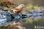 Red Crossbill (Loxia curvirostra)