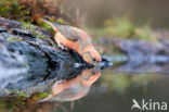 Red Crossbill (Loxia curvirostra)