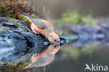 Red Crossbill (Loxia curvirostra)