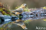 Red Crossbill (Loxia curvirostra)