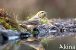 Red Crossbill (Loxia curvirostra)