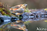 Red Crossbill (Loxia curvirostra)