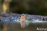 Vink (Fringilla coelebs)