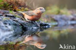 Red Crossbill (Loxia curvirostra)