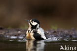 Great Spotted Woodpecker (Dendrocopos major)