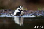 Great Spotted Woodpecker (Dendrocopos major)