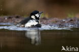 Great Spotted Woodpecker (Dendrocopos major)