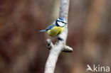 Pimpelmees (Parus caeruleus)