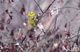 Yellowhammer (Emberiza citrinella)