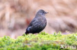 Merel (Turdus merula)