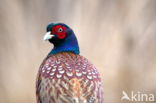 Ring-necked Pheasant (Phasianus colchicus)