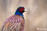 Ring-necked Pheasant (Phasianus colchicus)