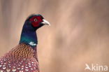 Ring-necked Pheasant (Phasianus colchicus)