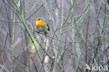 European Robin (Erithacus rubecula)