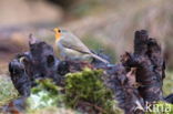 European Robin (Erithacus rubecula)