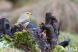 European Robin (Erithacus rubecula)