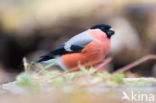 Eurasian Bullfinch (Pyrrhula pyrrhula)