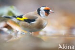 European Goldfinch (Carduelis carduelis)