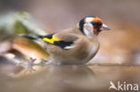 European Goldfinch (Carduelis carduelis)