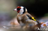 European Goldfinch (Carduelis carduelis)