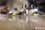 European Goldfinch (Carduelis carduelis)