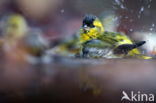 Eurasian Siskin (Carduelis spinus)