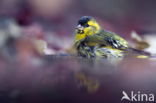 Eurasian Siskin (Carduelis spinus)