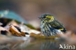 Eurasian Siskin (Carduelis spinus)