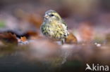 Eurasian Siskin (Carduelis spinus)