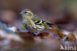 Eurasian Siskin (Carduelis spinus)