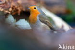 European Robin (Erithacus rubecula)