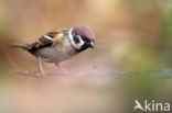 Eurasian Tree Sparrow (Passer montanus)