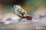 Goldcrest (Regulus regulus)