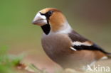 Hawfinch (Coccothraustes coccothraustes)