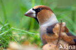 Hawfinch (Coccothraustes coccothraustes)